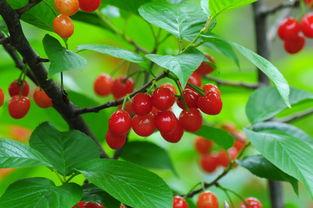 2018河南美農(nóng)富硒櫻桃節(jié)開(kāi)幕 五一玩轉(zhuǎn)櫻桃季，品味農(nóng)副土特產(chǎn)品